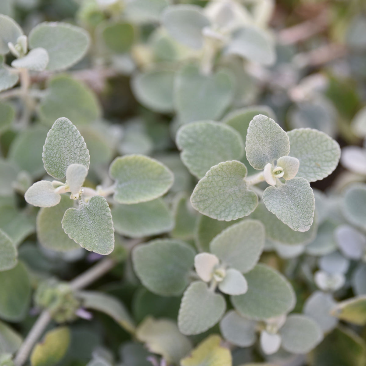 Ballota pseudodictamnus - Ballote pseudodictame - Plantes vivaces