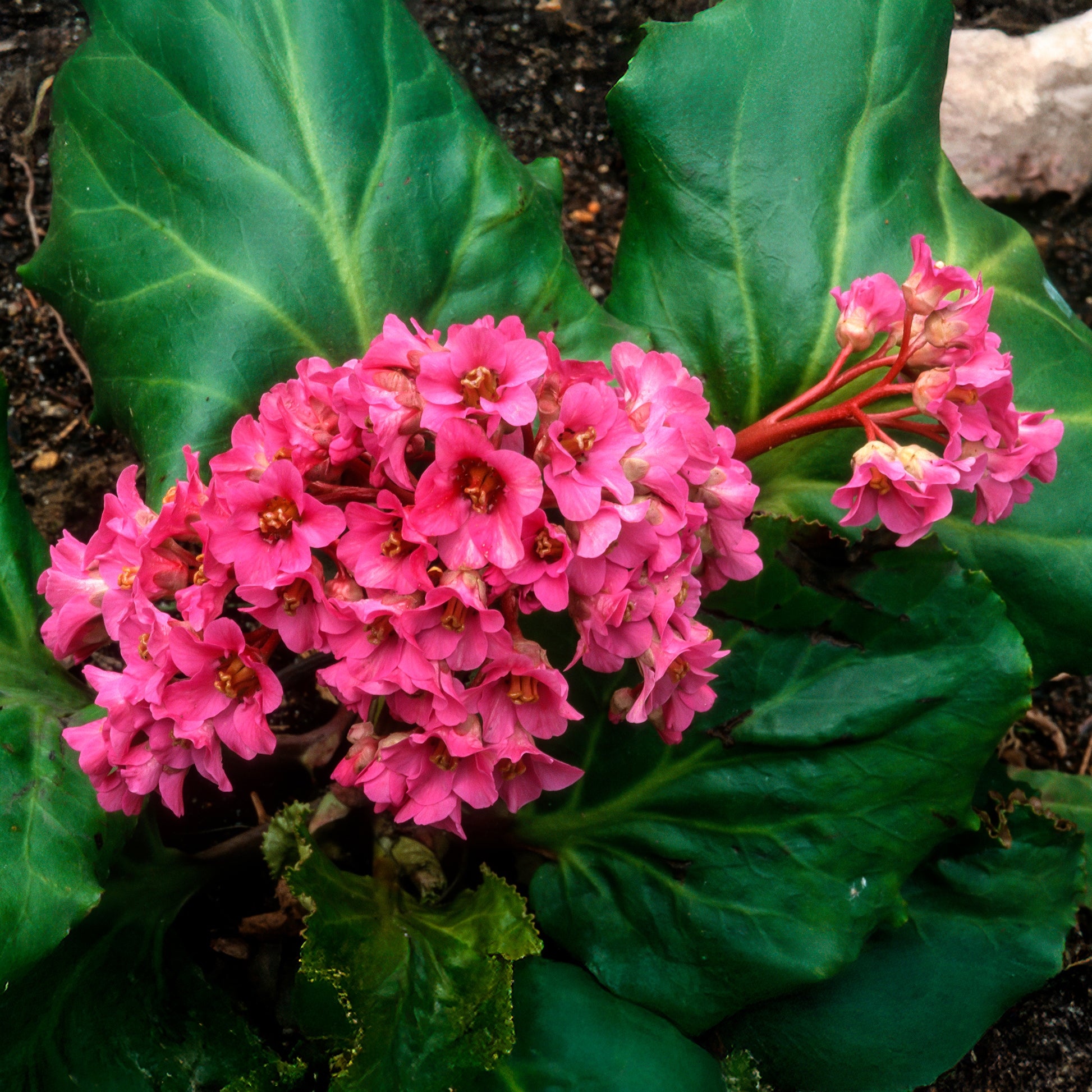 Bergénia Morgenrote - Bergenia cordifolia Morgenröte - Bakker