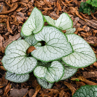 Brunnera macrophylla silver heart - Myosotis du Caucase Silver Heart® - Myosotis