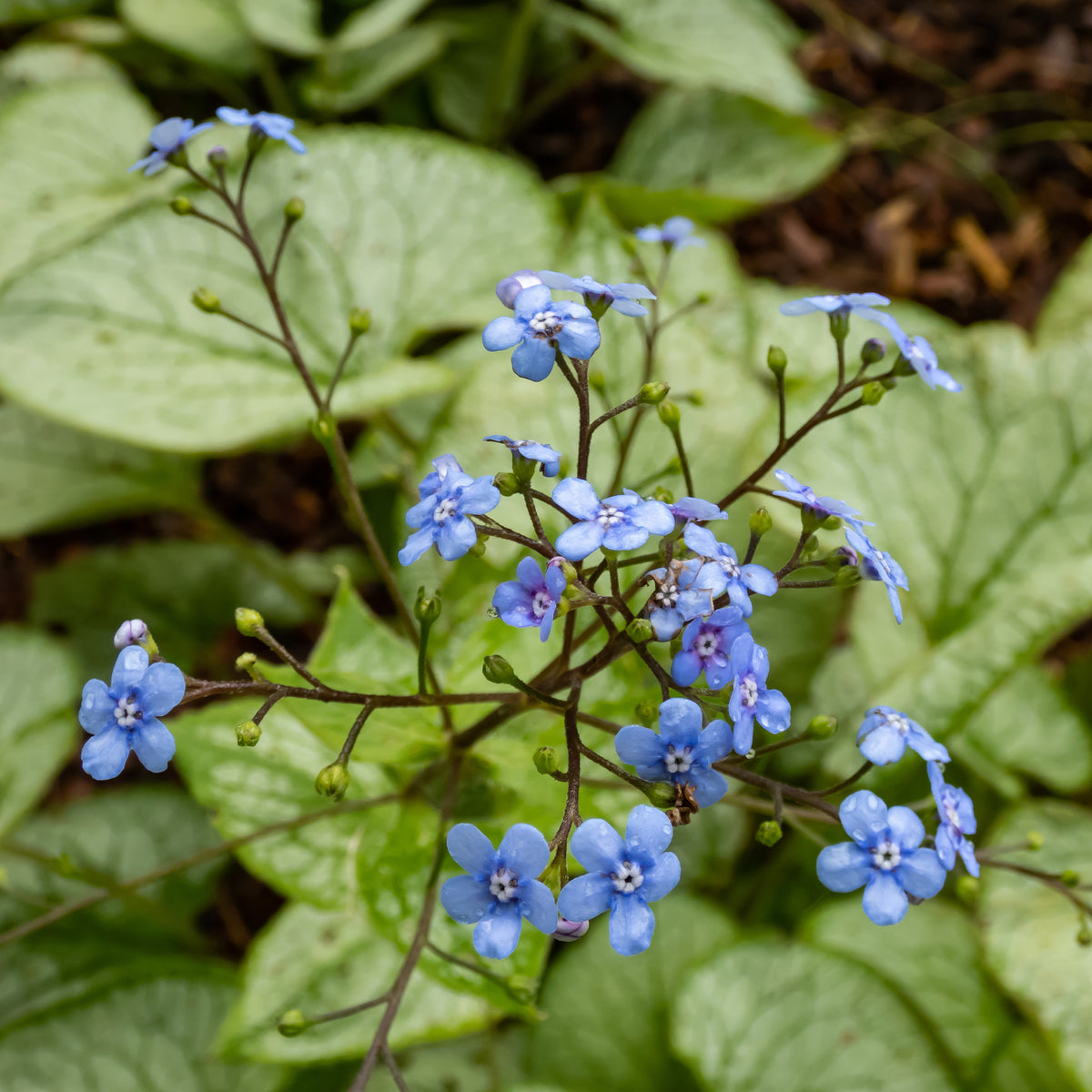 Brunnera macrophylla Silver Heart - Myosotis du Caucase Silver Heart® - Myosotis