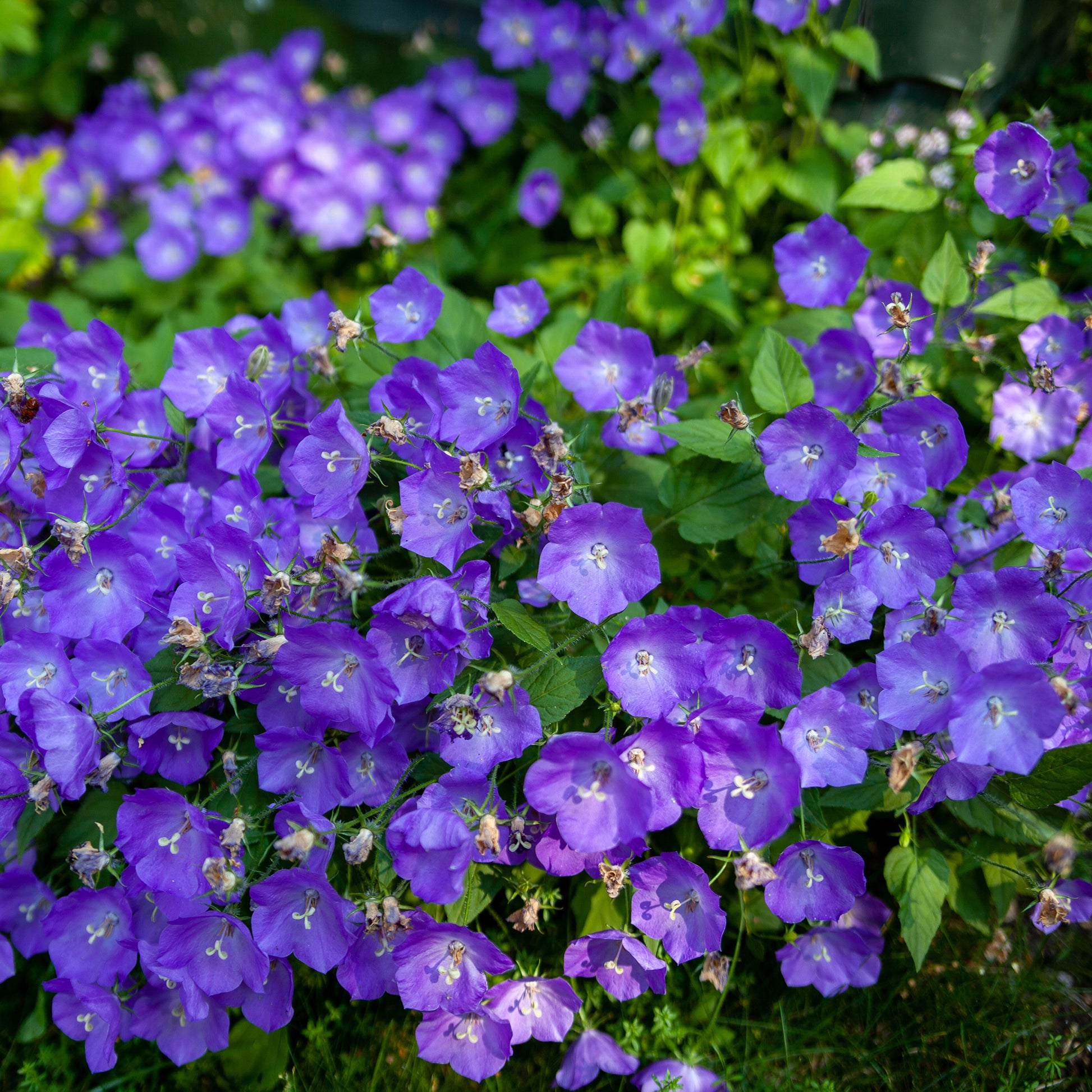 Campanules - Campanule des Carpates Blaue Clips - Campanula carpatica Blaue Clips