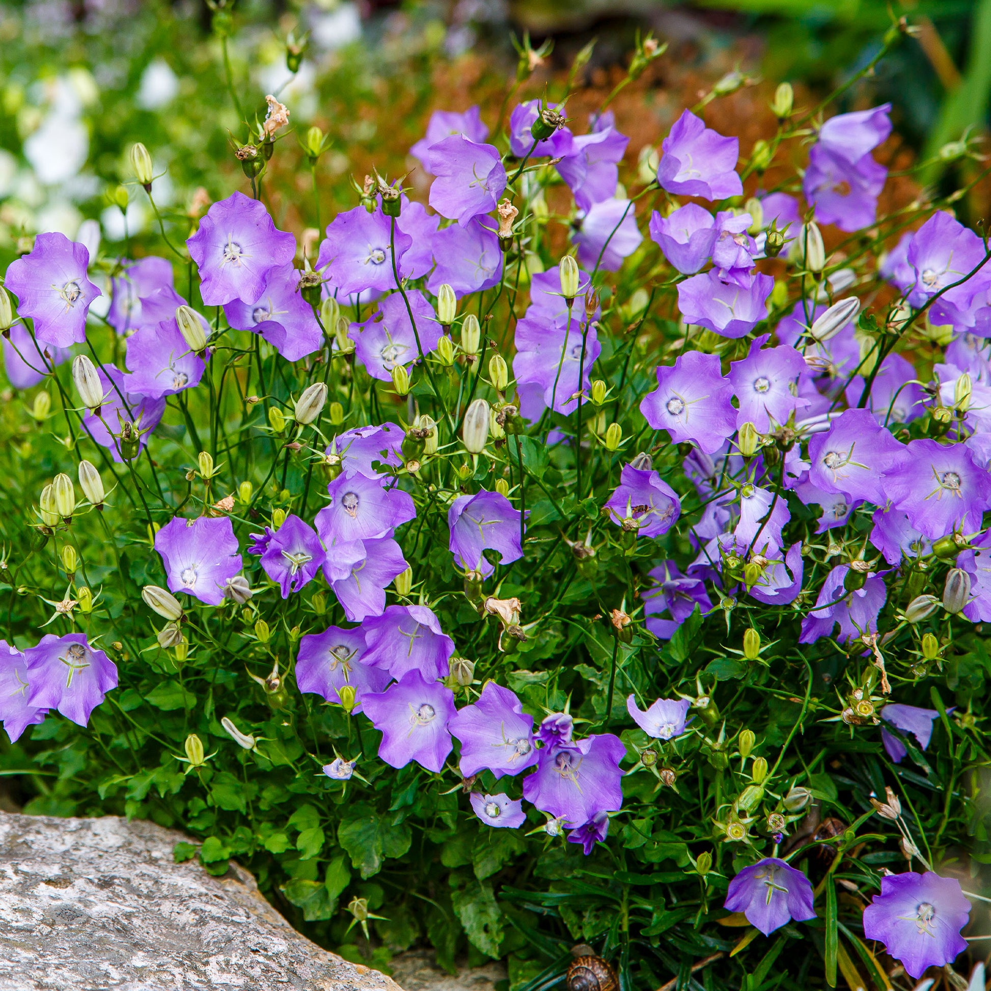 Campanula carpatica Blaue Clips - Campanule des Carpates Blaue Clips - Campanules