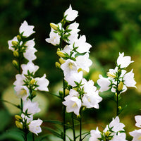 Campanule des Carpates Weisse Clips - Campanula carpatica Weisse Clips - Bakker