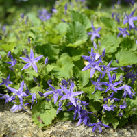 Campanule étoilée - Campanula garganica - Bakker