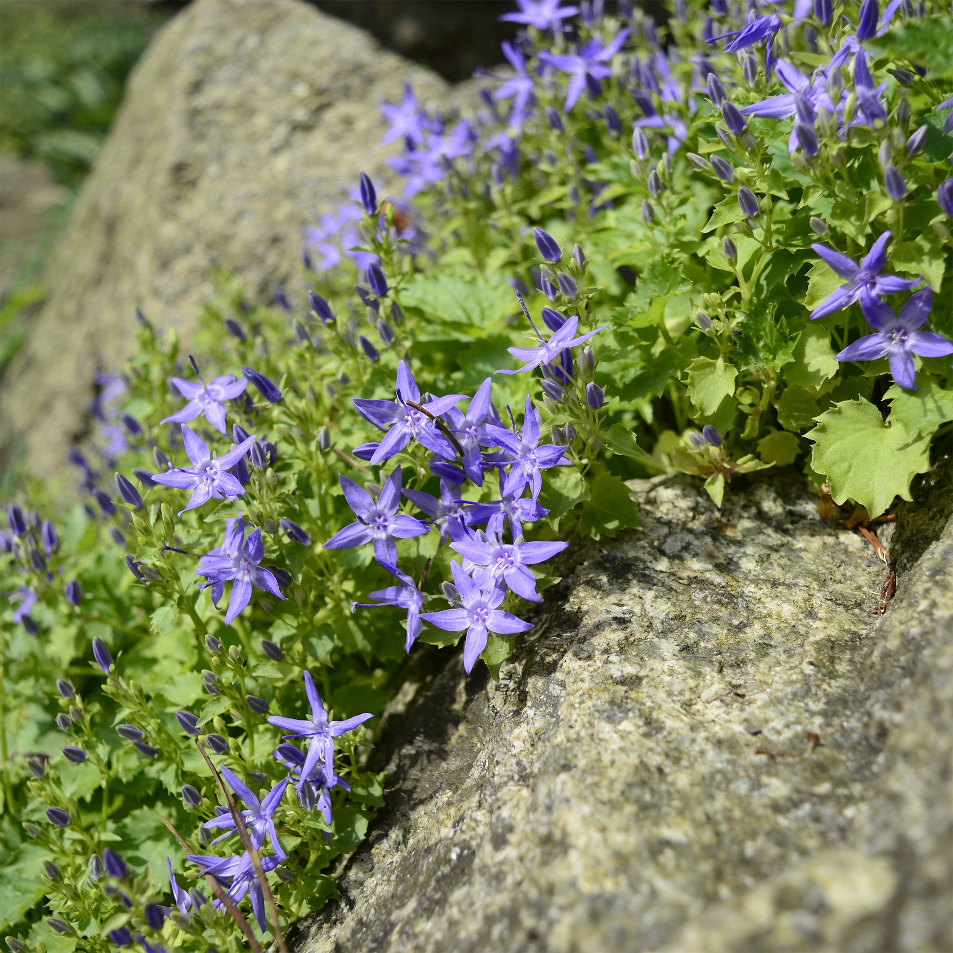 Campanule étoilée - Bakker