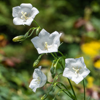 Campanules - Campanule à feuilles de pêcher Alba - Campanula persicifolia Alba