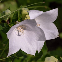 Campanule à feuilles de pêcher Alba - Campanula persicifolia Alba - Bakker