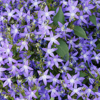 Vente 5 Campanules des rocailles - Campanula poscharskyana
