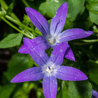 Campanules - 5 Campanules des rocailles - Campanula poscharskyana