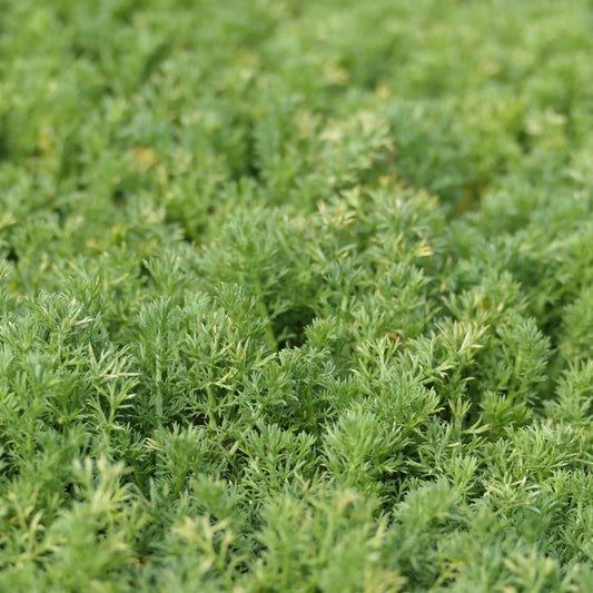 Camomille romaine Treneague - Bakker