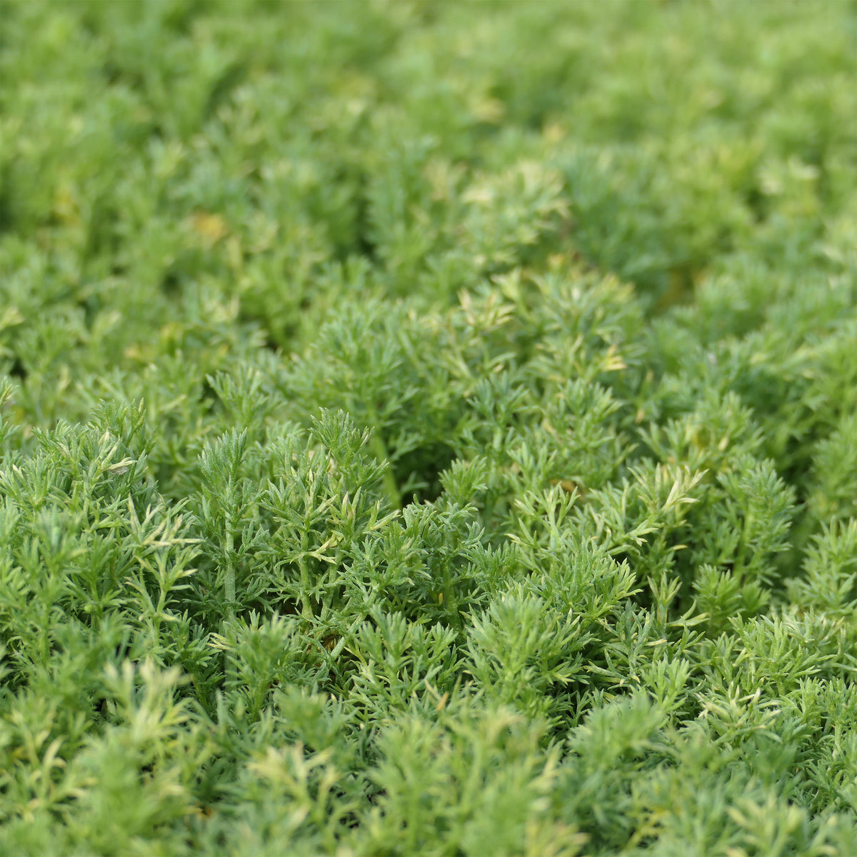 Camomille romaine Treneague - Bakker