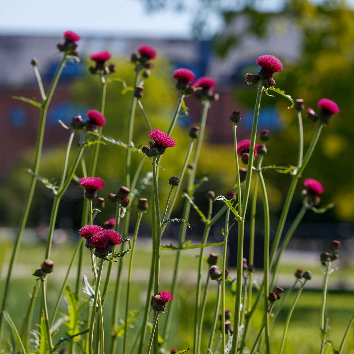 Vivaces fleuries - Cirse des ruisseaux - Cirsium rivulare atropurpureum