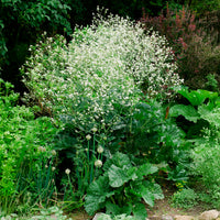 Vente Chou nuage blanc - Crambe - Crambe cordifolia