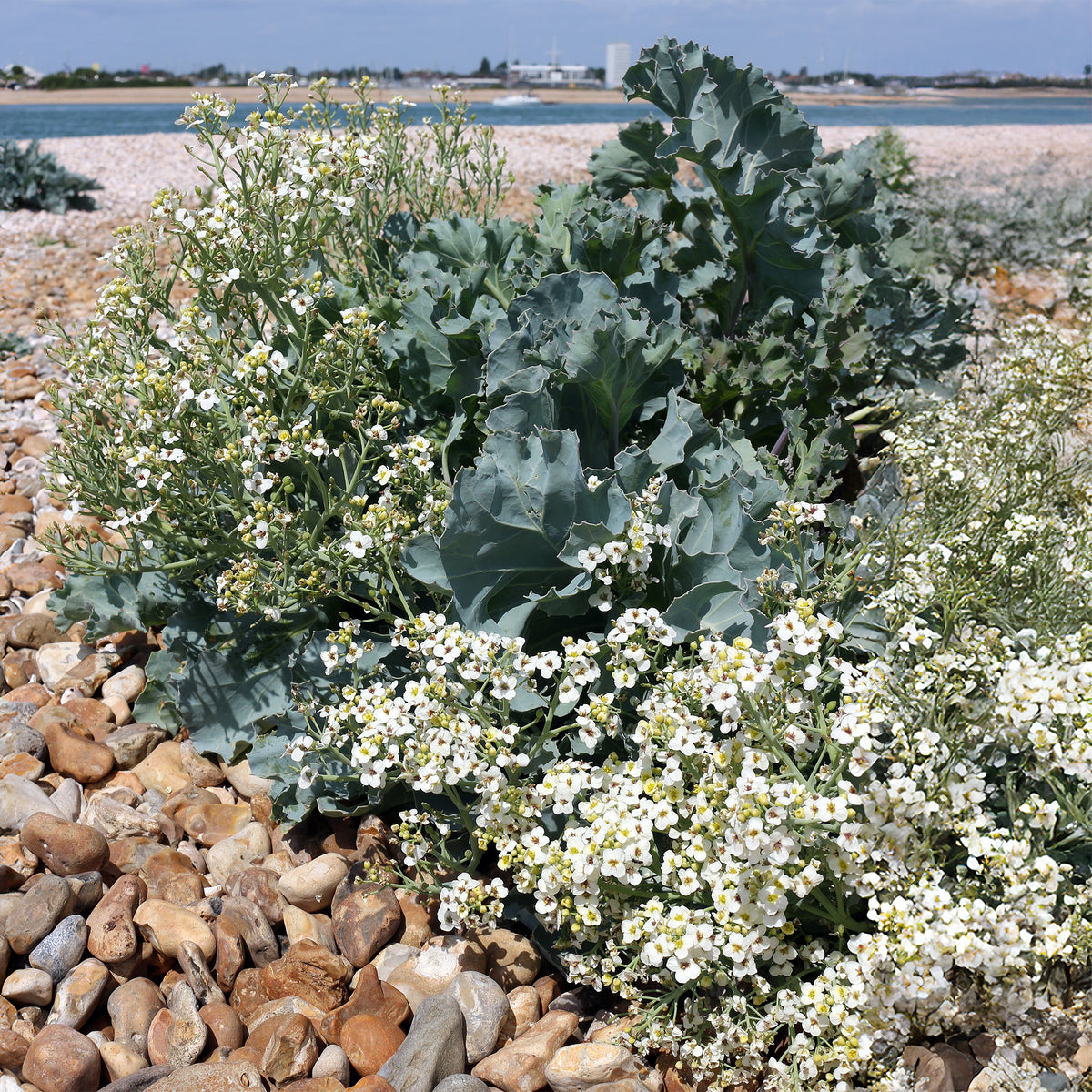 Crambe maritime - Bakker