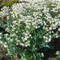 Crambe maritima - Crambe maritime - Plantes vivaces