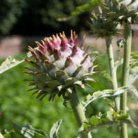 Cardon - Cynara cardunculus - Bakker