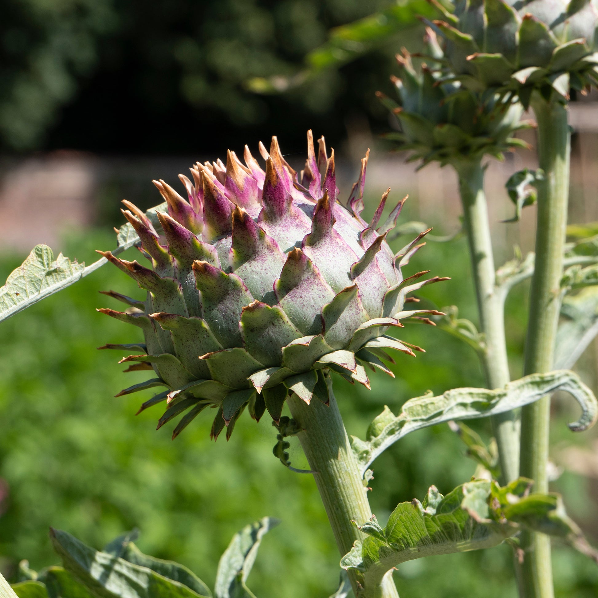 Cardon - Cynara cardunculus - Bakker