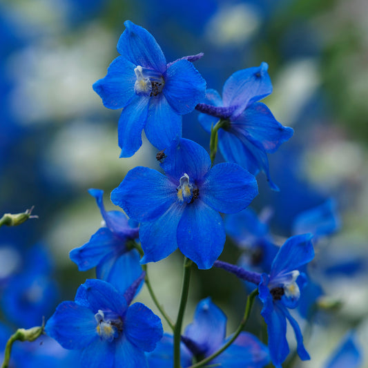 3 Delphiniums belladones Bellamosum