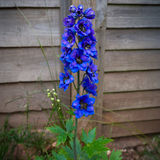 3 Delphiniums géants Black Knight - Bakker