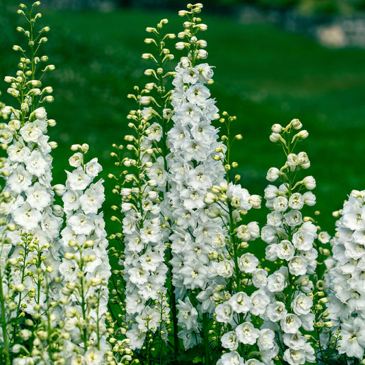 Delphinium géant Galahad - Bakker
