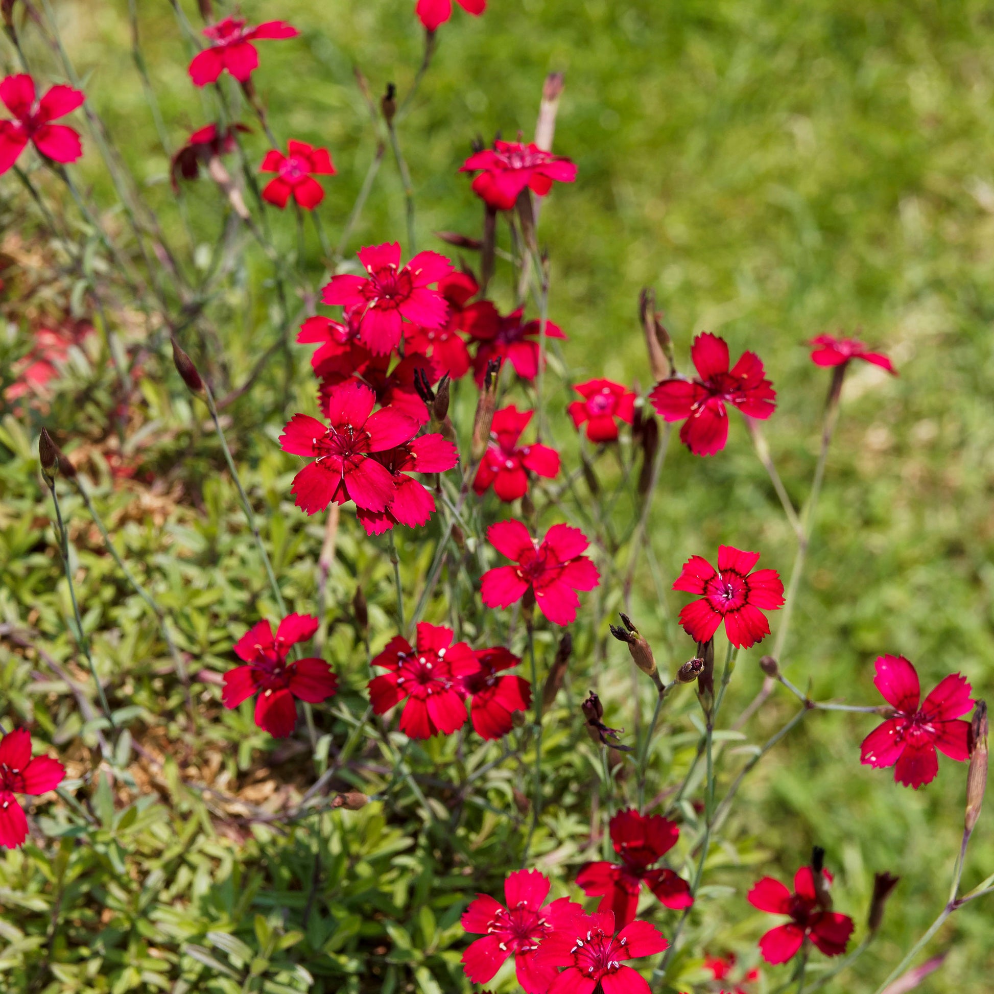 Œillet à delta Flashing Light - Dianthus deltoides flashing light - Bakker