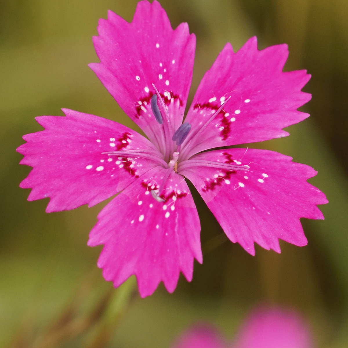 Œillet à delta Rosea - Bakker