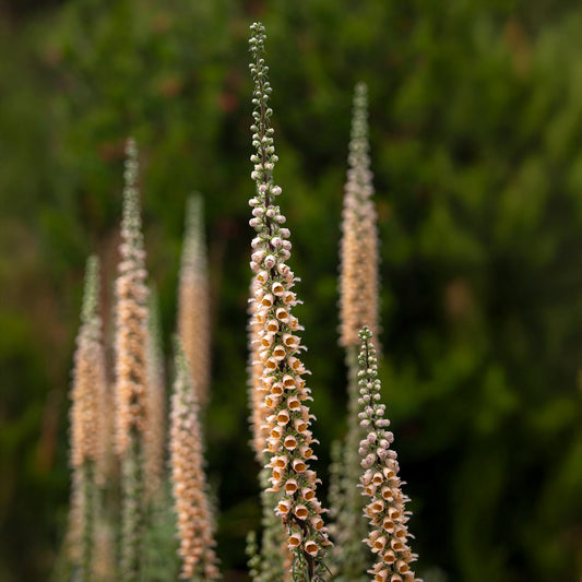 Digitale ferreuse Gigantea - Bakker