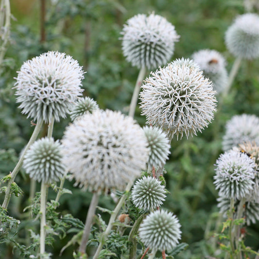 Boule azurée Star Frost - Chardon boule - Bakker