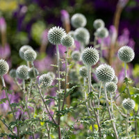 Boule azurée Star Frost - Chardon boule - Echinops bannaticus star frost - Bakker