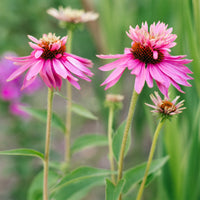 Rudbeckia pourpre Double-Decker - Echinacea - Echinacea purpurea double-decker - Bakker