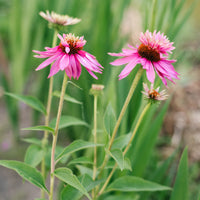 Rudbeckia pourpre Double-Decker - Echinacea - Bakker