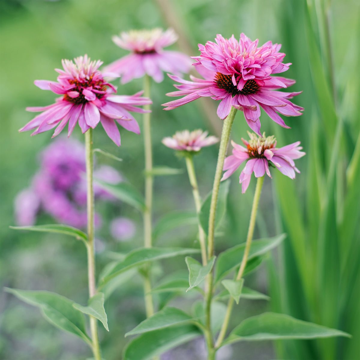 Echinacea purpurea double-decker - Echinacée pourpre Double-Decker  - Plantes vivaces