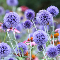 Plantes vivaces - Boule azurée Veitchs Blue - Chardon boule - Echinops ritro Veitch's Blue