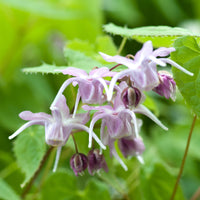 Epimedium à grandes fleurs - Epimedium grandiflorum - Bakker