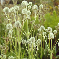 Eryngium planum blue hobbit - Panicaut à feuilles de yucca - Panicaut