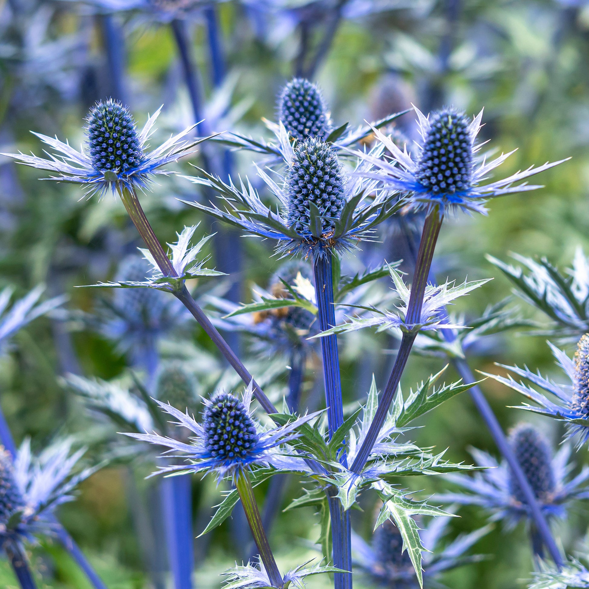 Eryngium zabelii big blue - Panicaut hybride Big Blue - Panicaut