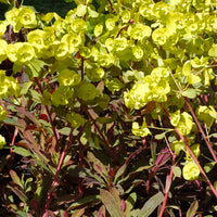 Euphorbia amygdaloides purpurea - Euphorbe des bois pourpre - Euphorbe
