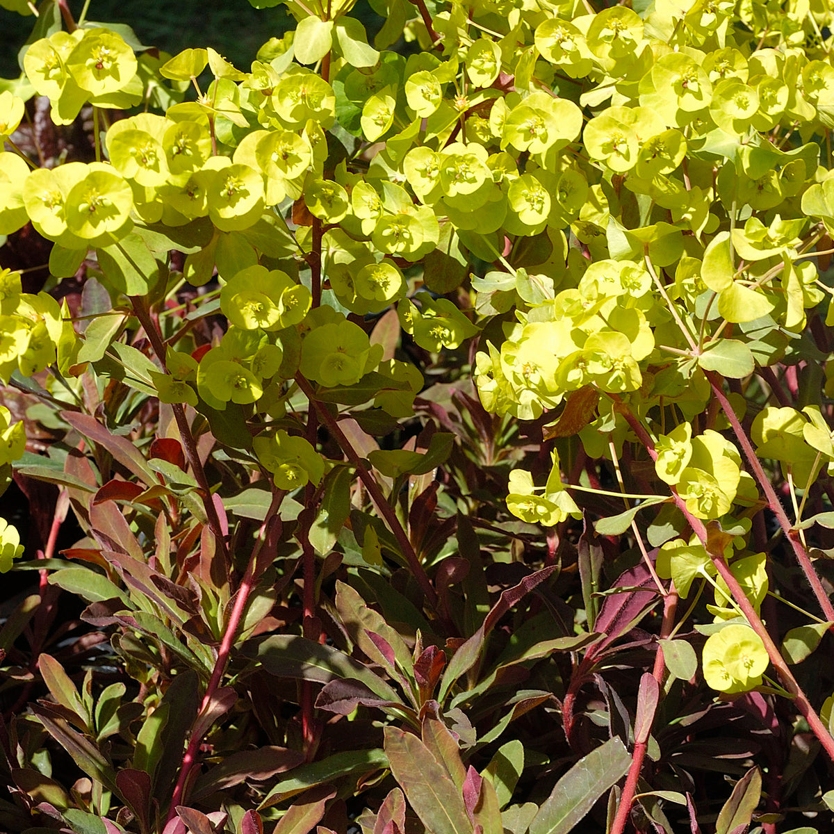 Euphorbia amygdaloides purpurea - Euphorbe des bois pourpre - Euphorbe
