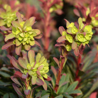 Vente Euphorbe des bois pourpre - Euphorbia amygdaloides purpurea