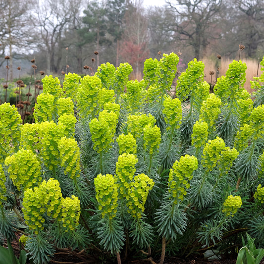 Euphorbe characias Blue Wonder - Bakker