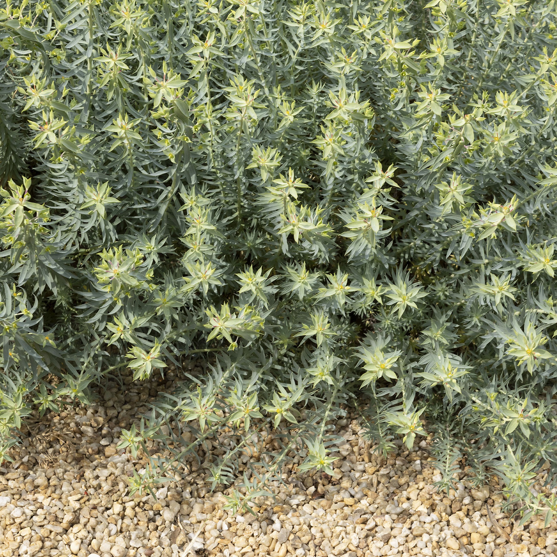 Euphorbe des Baléares - Bakker