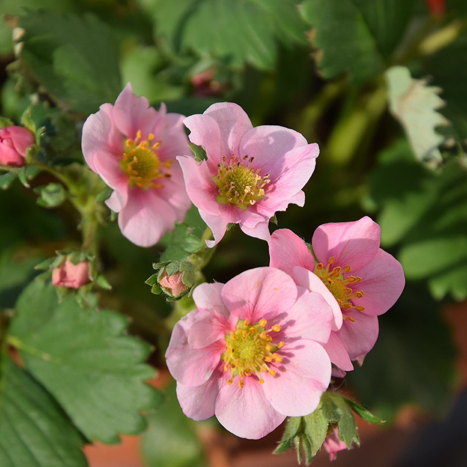 Fraisier rose Pink Panda - Bakker