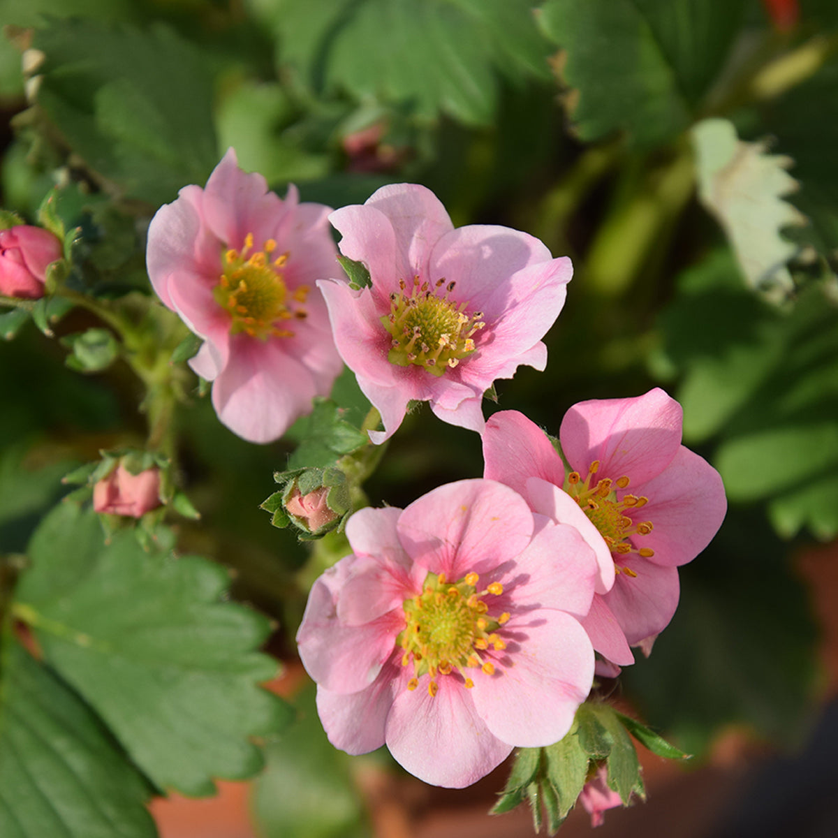 Fraisier rose Pink Panda - Bakker