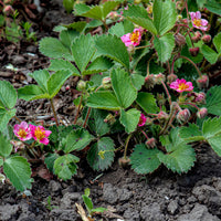 Fraisiers - Fraisier rose Pink Panda - Fragaria comarum Pink Panda