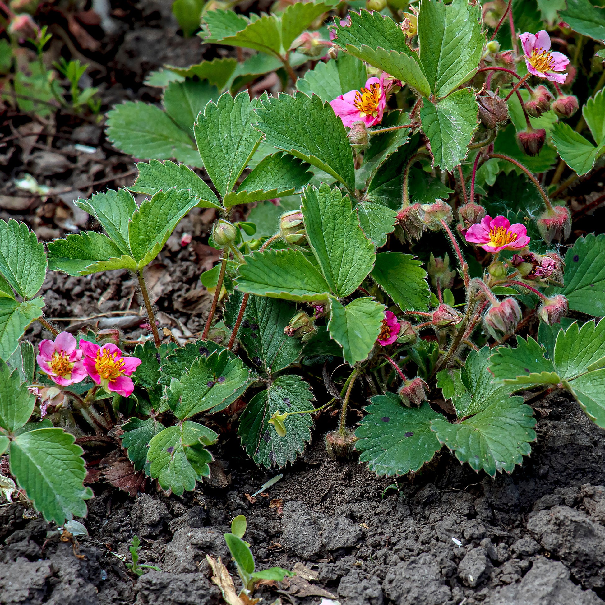 Fraisiers - Fraisier rose Pink Panda - Fragaria comarum Pink Panda