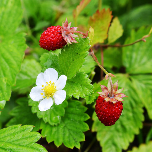 Fraisier des bois - Bakker