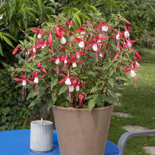 Fuchsia Mme Cornelissen - Bakker
