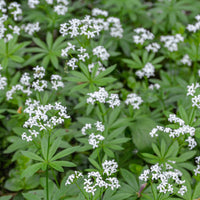 3 Aspérules odorantes - Petits Muguet - Galium odoratum - Bakker