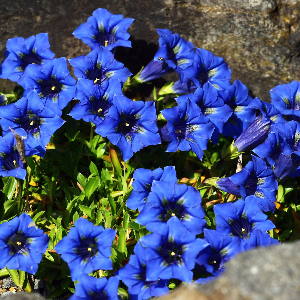 Gentiane acaule - Gentiana acaulis - Bakker