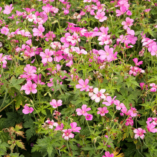 Géranium vivace d'Endress - Bakker